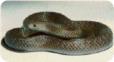 Eastern Brownsnake